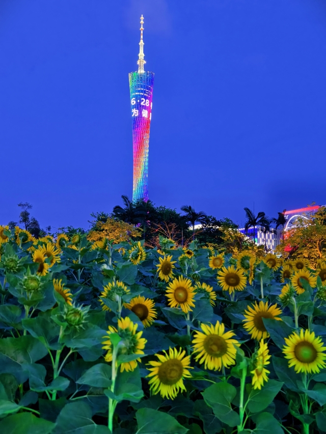 二沙島宏城公園向日葵 陳龍彥 拍攝