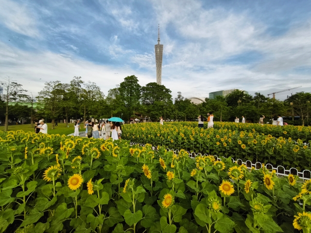 二沙島宏城公園向日葵 陳龍彥 拍攝