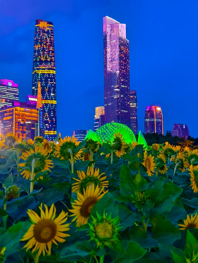 二沙島宏城公園向日葵 陳龍彥 拍攝