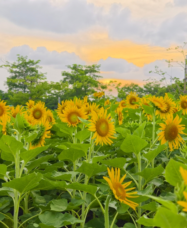 二沙島宏城公園向日葵 陳龍彥 拍攝