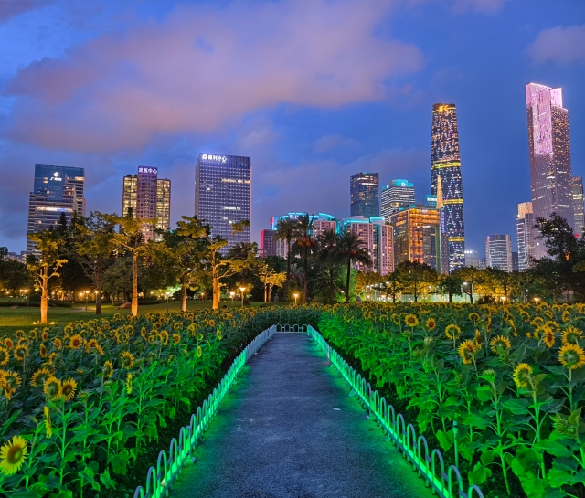 二沙島宏城公園向日葵 陳龍彥 拍攝