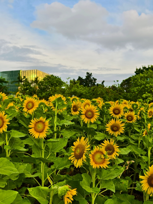 二沙島宏城公園向日葵 陳龍彥 拍攝