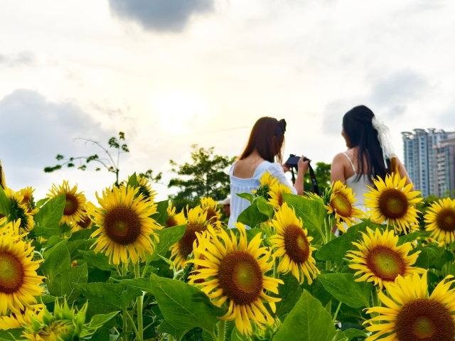 二沙島宏城公園向日葵 陳龍彥 拍攝