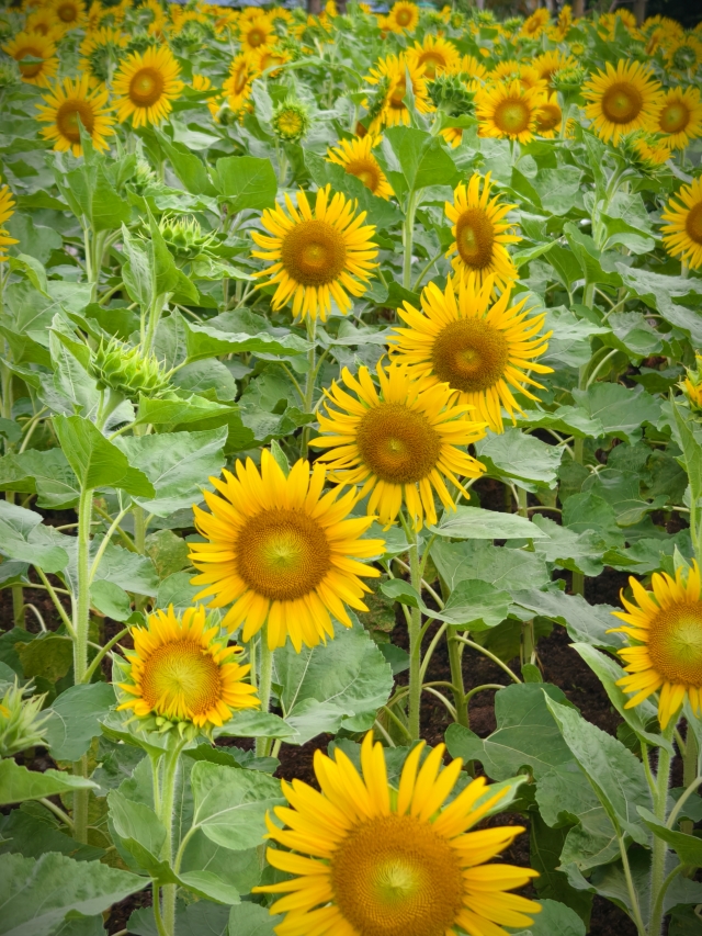 二沙島宏城公園向日葵 陳龍彥 拍攝