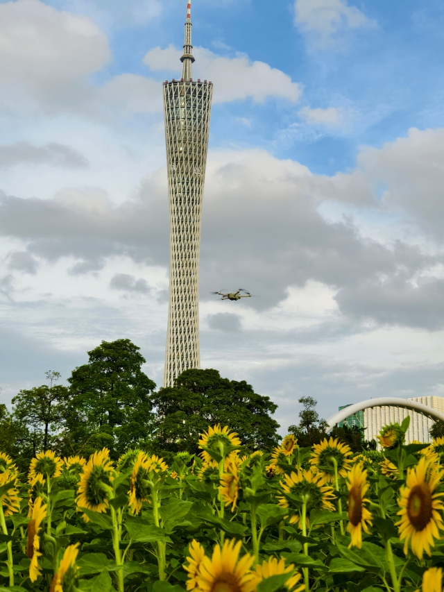 二沙島宏城公園向日葵與廣州塔 陳龍彥 拍攝