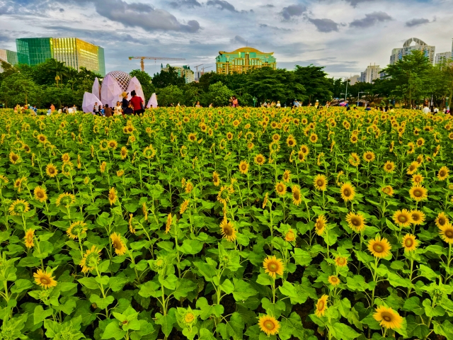 二沙島宏城公園向日葵 陳龍彥 拍攝