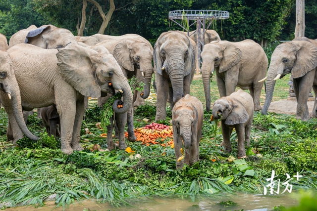 Qingyuan Chimelong Resort houses some of the world's largest relocated animal populations