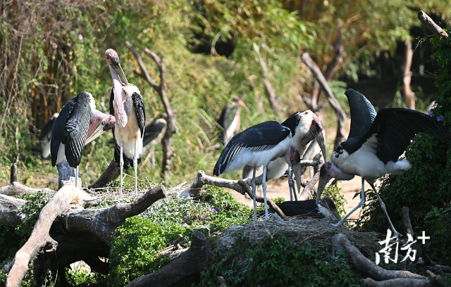 Qingyuan Chimelong Resort will integrate a theme park, family hotel, cultural performances, dining, entertainment, and hot springs.