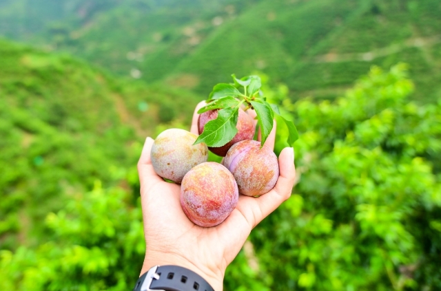 Participants picked ripe Xinyi Sanhua plums along the way.