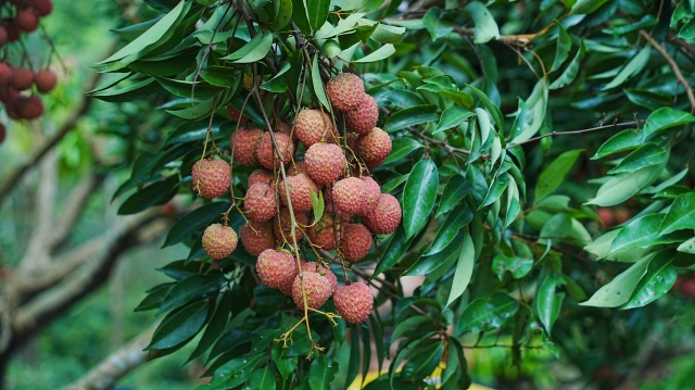 Huizhou litchis are ripe, with red fruits hanging heavily on the branches. 南方+ 乌天宇 拍摄