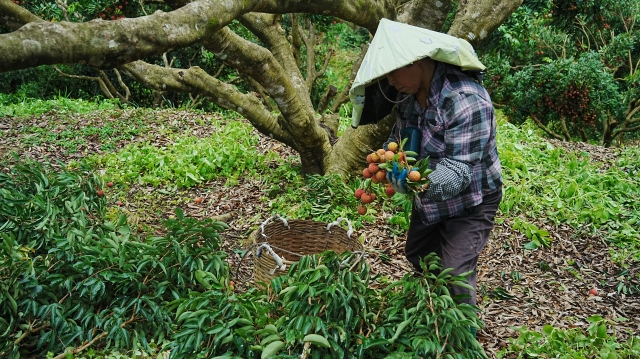 Farmers are busy harvesting litchis. 南方+ 乌天宇 拍摄