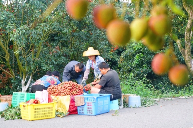 Farmers are harvesting lychees.
