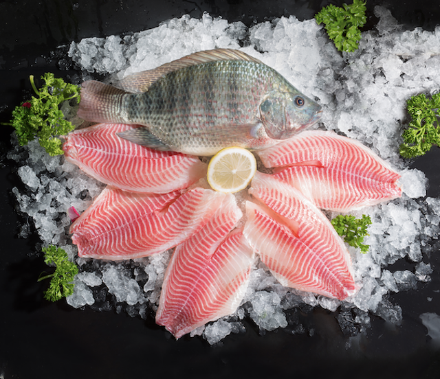 Tilapia
