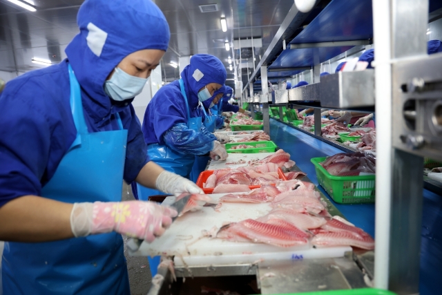 Workers are processing Maoming tilapia.