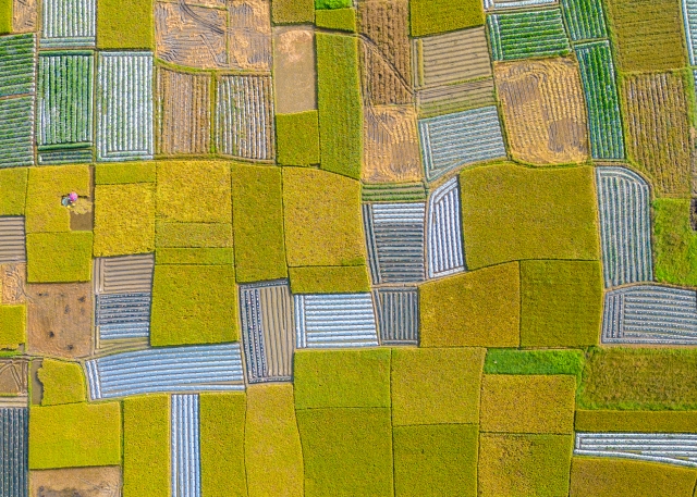 The golden rice waves and the green winter sprouts intertwine playfully, draping the fields in a colorful tapestry.