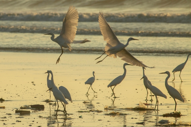 Flocks of migratory birds dance gracefully.