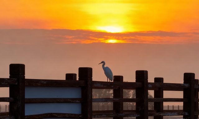 The first light of dawn, egrets standing serenely on the mangrove walkway in Shuidong Bay.