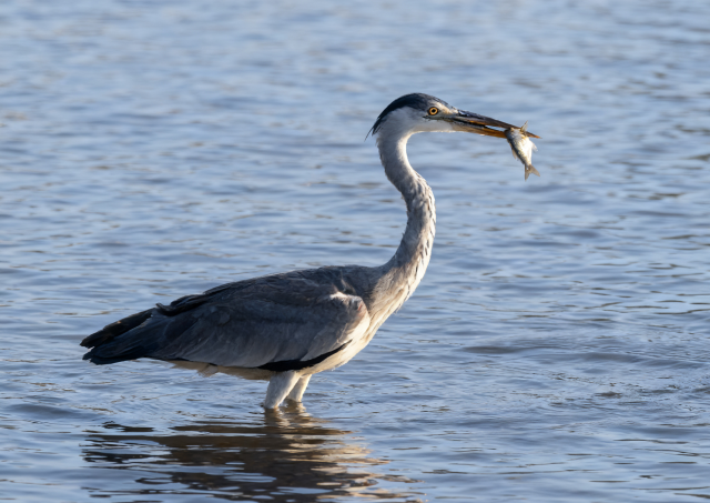 A migratory bird holds its prized catch.