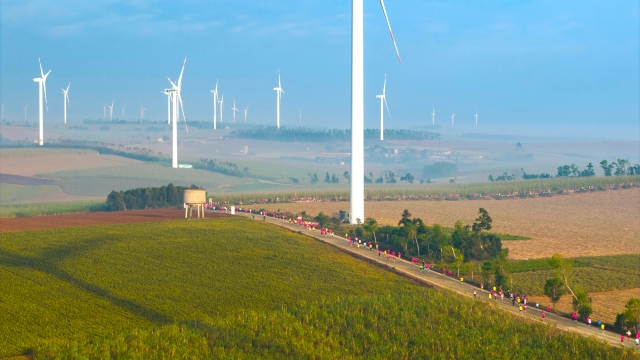 Runners race between vast pineapple fields and towering wind turbines.