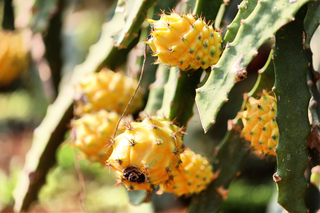 Ripe Hylocereus megalanthus gleams a vivid golden yellow.